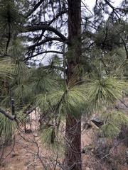 Pinus ponderosa