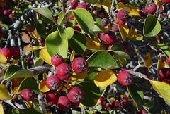 Cotoneaster nummularius