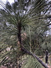 Pinus ponderosa
