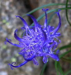 Phyteuma hemisphaericum