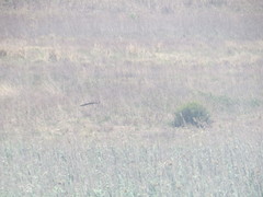 Euplectes progne progne