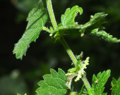 Urtica dioica