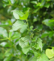 Urtica dioica