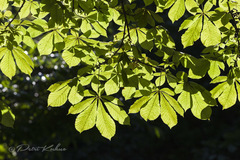 Aesculus hippocastanum