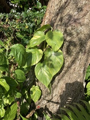 Epipremnum aureum image