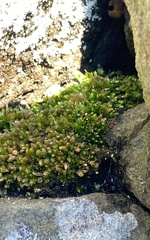 Plagiothecium laetum