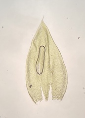 Plagiothecium laetum