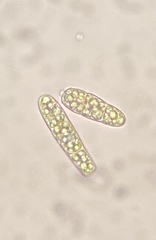 Plagiothecium laetum