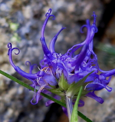 Phyteuma hemisphaericum