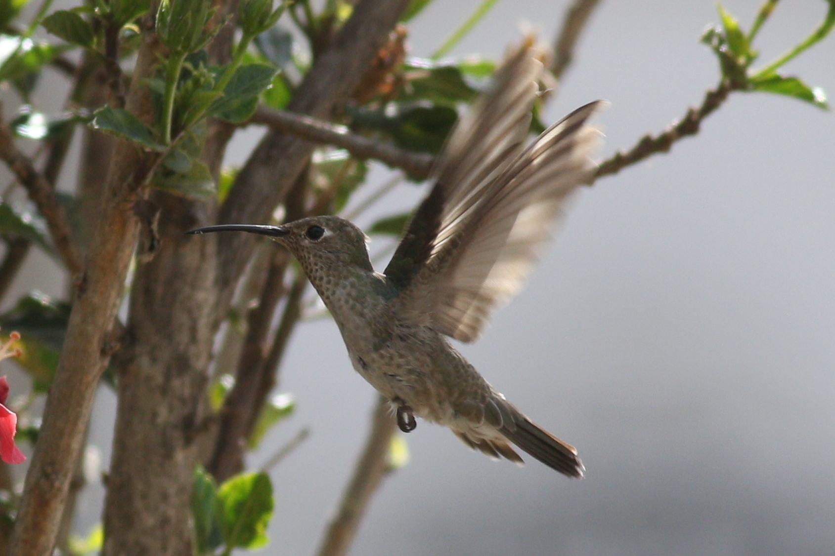 Spot-throated Hummingbird (Thaumasius taczanowskii), photo 5