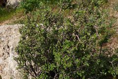 Cotoneaster nummularius