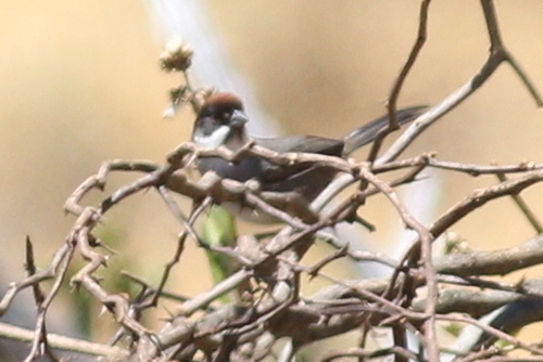 Bay-crowned Brushfinch (Atlapetes seebohmi), photo 9