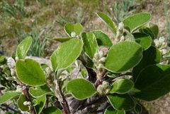 Cotoneaster nummularius