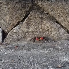 Sesarmidae
