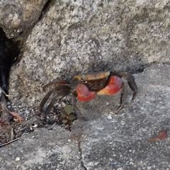 Sesarmidae