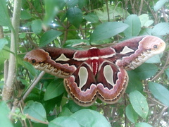 Rothschildia jacobaeae