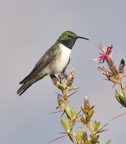 Green-headed Hillstar (Oreotrochilus stolzmanni)