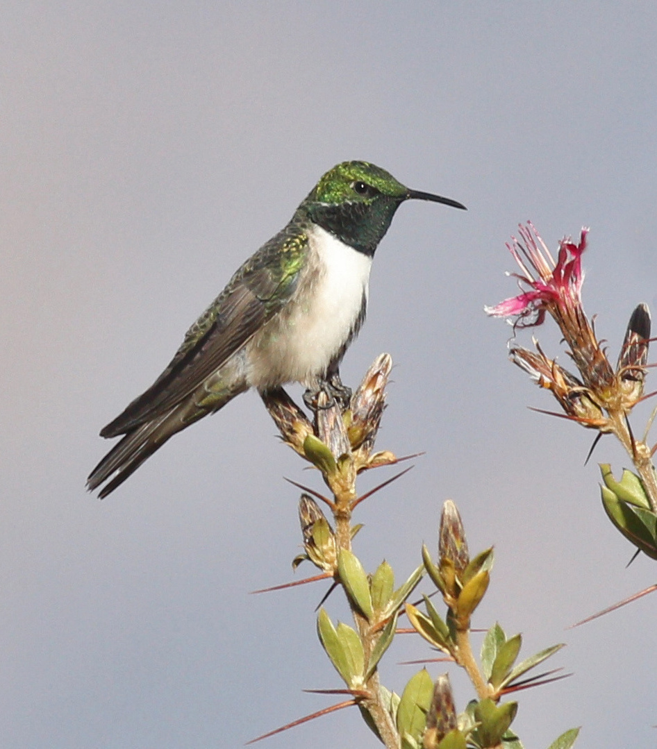 Green-headed Hillstar (Oreotrochilus stolzmanni), photo 1