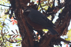 Conirostrum binghami