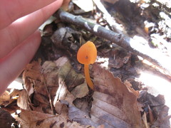 Entoloma salmoneum