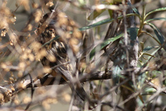 Zaratornis stresemanni