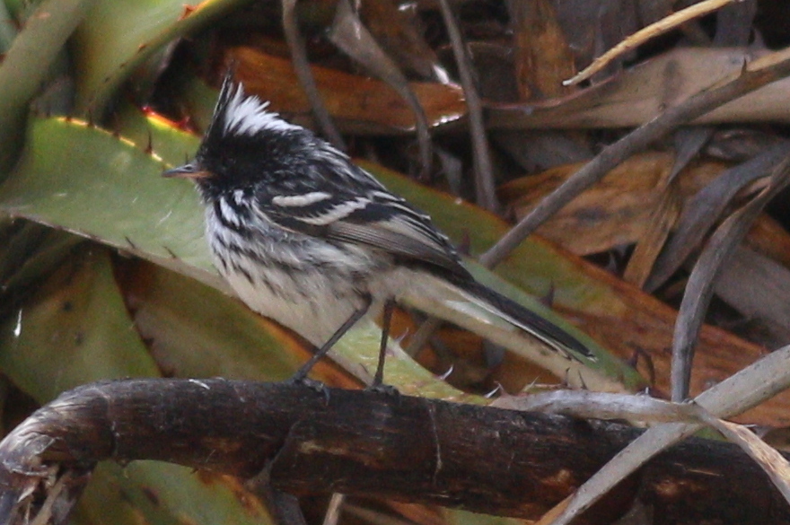 Black-crested Tit-Tyrant (Anairetes nigrocristatus), photo 9