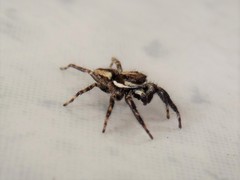 Menemerus bivittatus