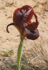 Iris petrana