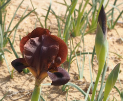Iris petrana