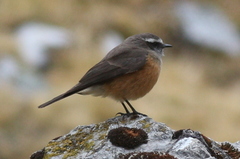 Ochthoeca oenanthoides