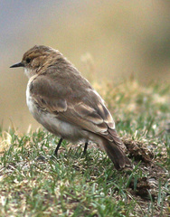 Dark-Winged Miner photo 2