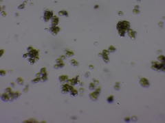 Desmococcus