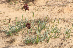 Iris petrana