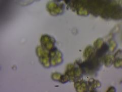 Desmococcus