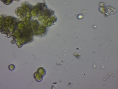 Desmococcus