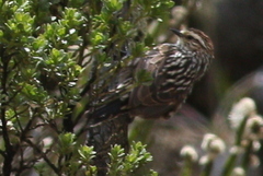 Leptasthenura andicola