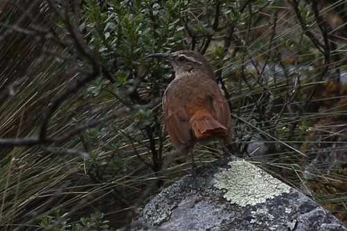 Striated Earthcreeper (Geocerthia serrana), photo 7