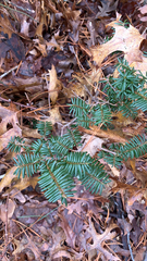 Taxus canadensis