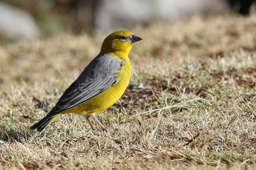 Bright-rumped Yellow Finch (Sicalis uropygialis), photo 7