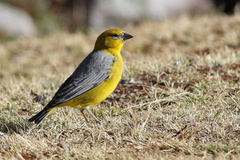 Sicalis uropygialis