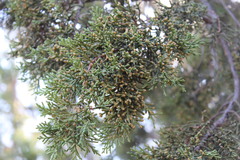 Juniperus californica