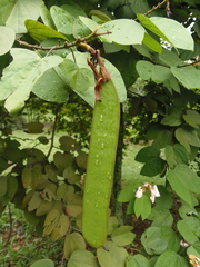 Bauhinia picta