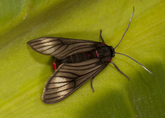 Saurita nigripalpia image