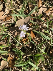 Richardia grandiflora