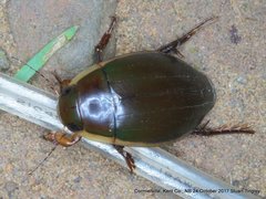 Dytiscus verticalis