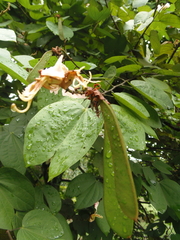 Bauhinia picta