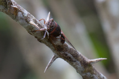 Diceroprocta cleavesi