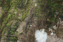 Aristelliger praesignis