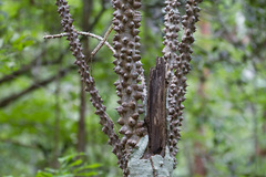 Zanthoxylum caribaeum