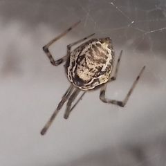 Parasteatoda tepidariorum